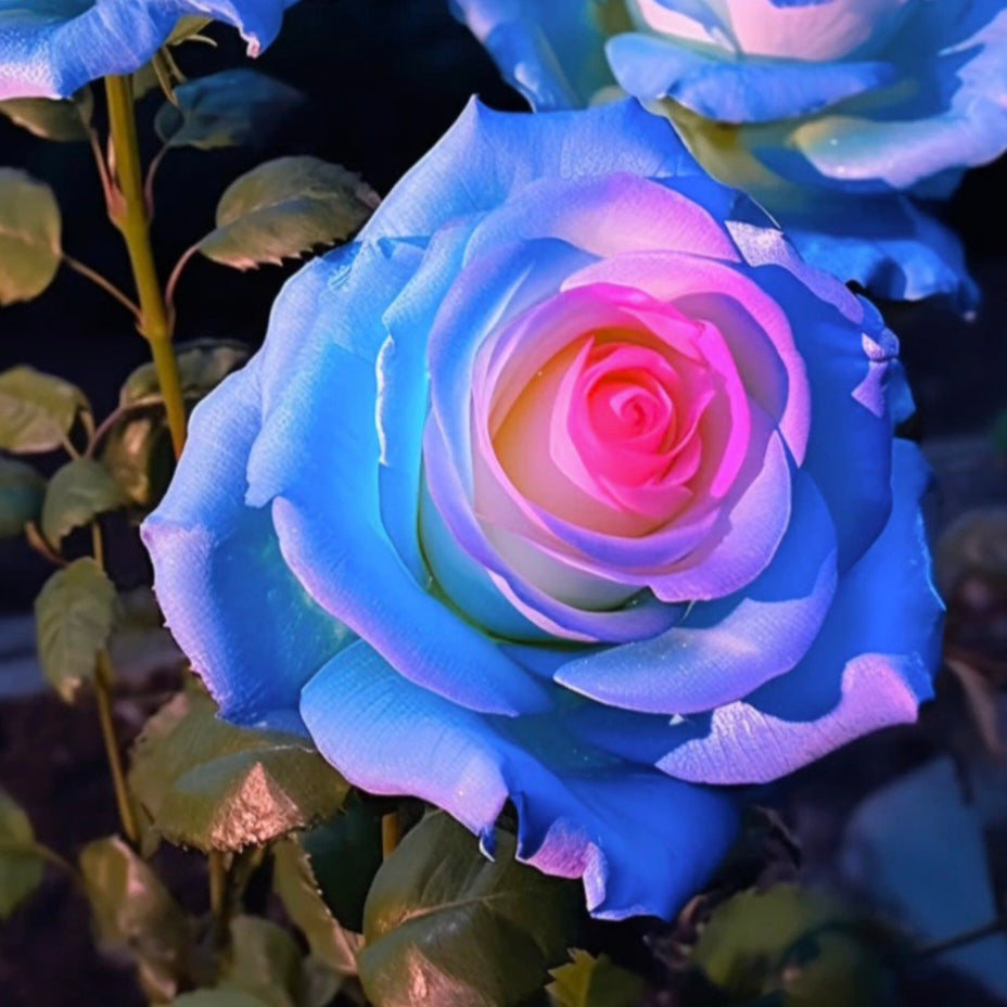 Blue Pink Remorse Rose seeds for planting