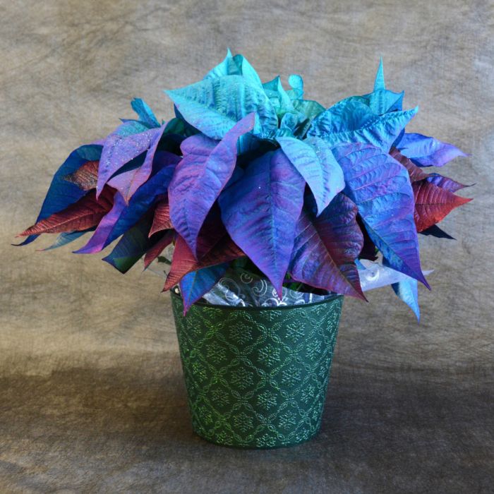 Blue Poinsettia for festive décor