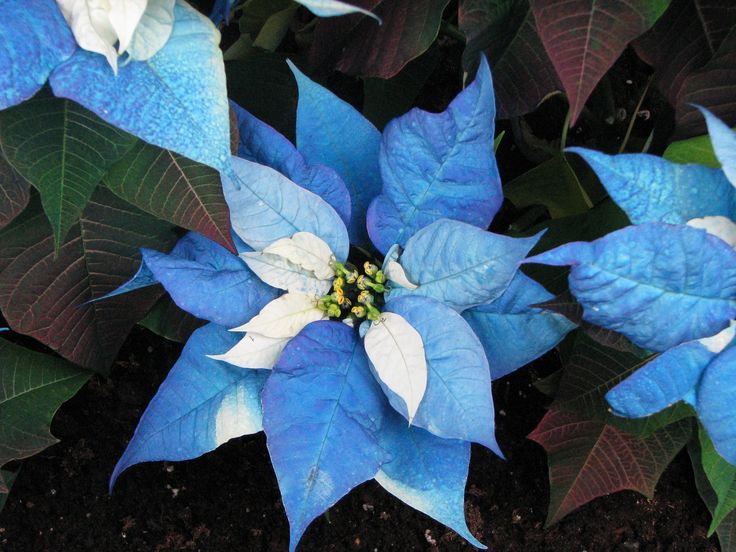 Non GMO Blue Poinsettia plant seeds