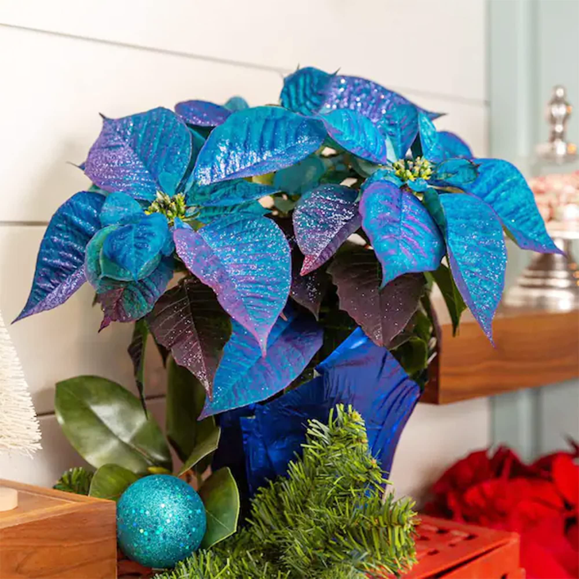 Ornamental Blue Poinsettia for decoration