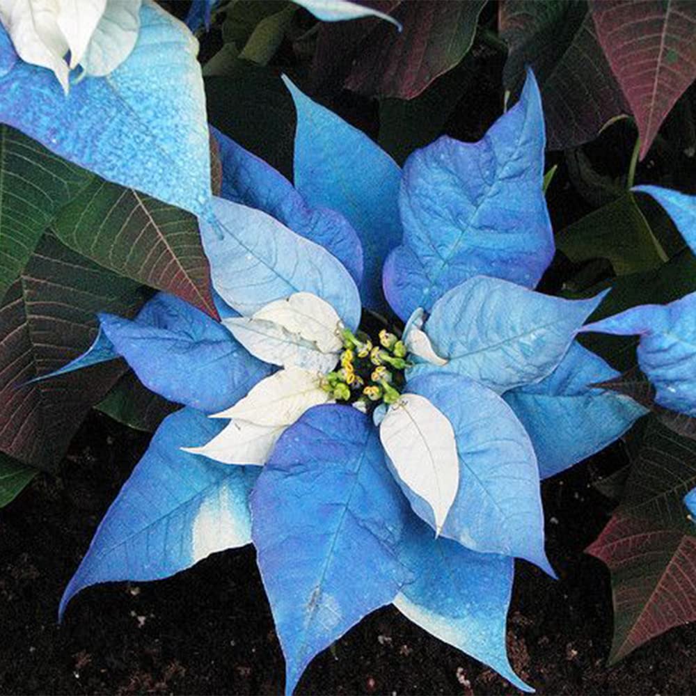 Blue Poinsettia planting seeds