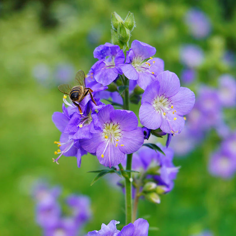 Non GMO Blue Polemonium seeds