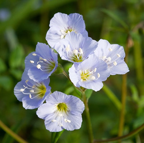 Blue Polemonium flower seeds for planting