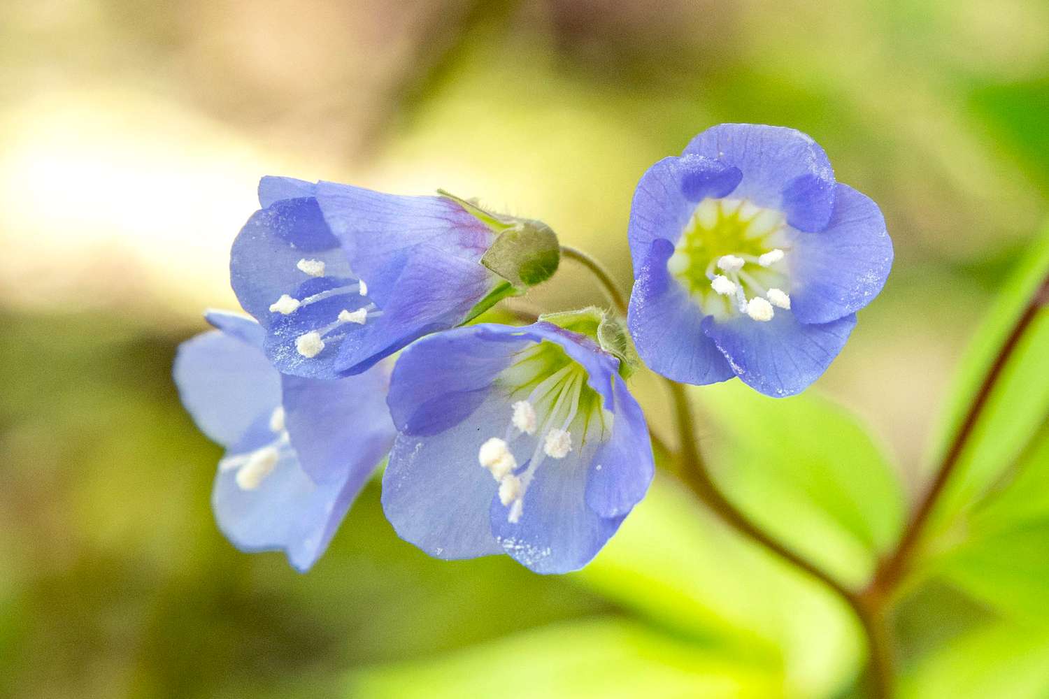 Blue Polemonium in shaded garden