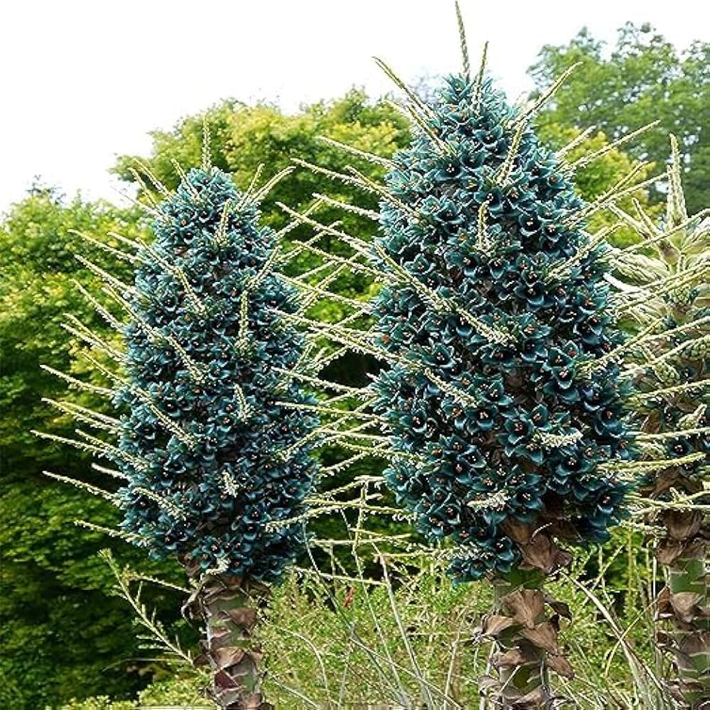 High germination Blue Puya Alpestris seeds