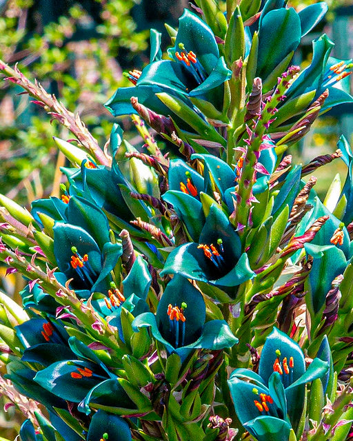 Ornamental Blue Puya Alpestris exotic plant