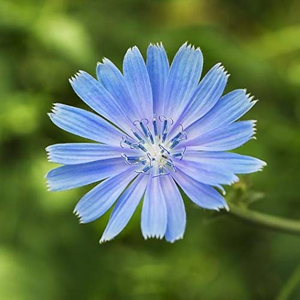 Blue Puya Alpestris flower seeds for planting