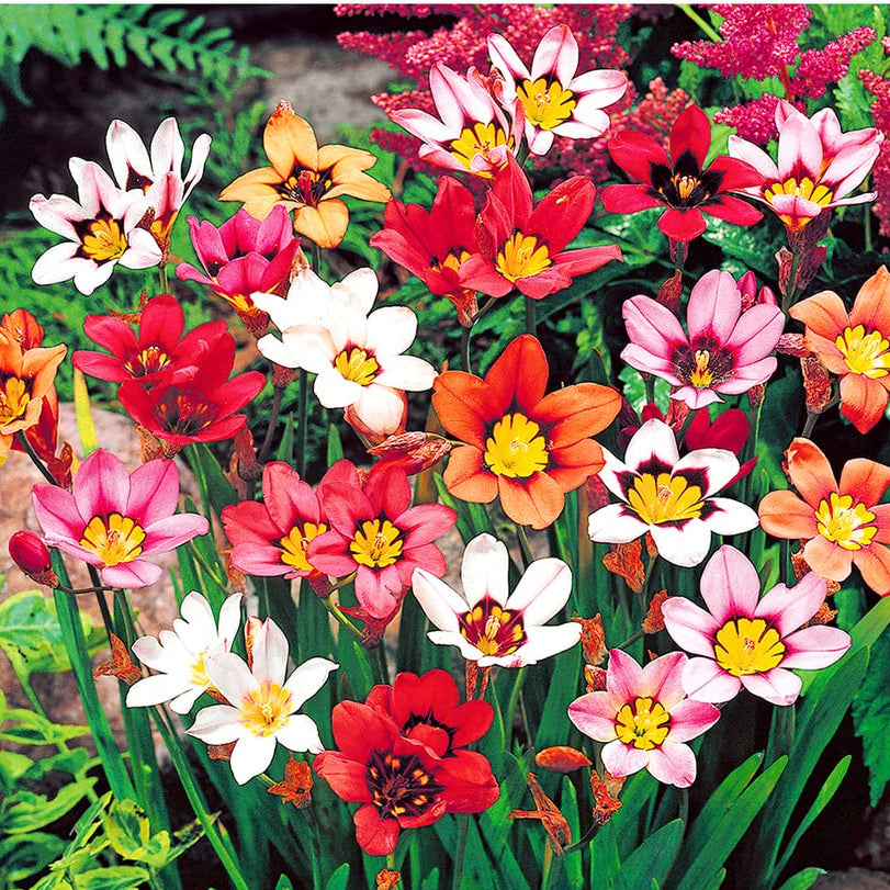 Blue Red Sparaxis Tricolor flowers blooming in garden