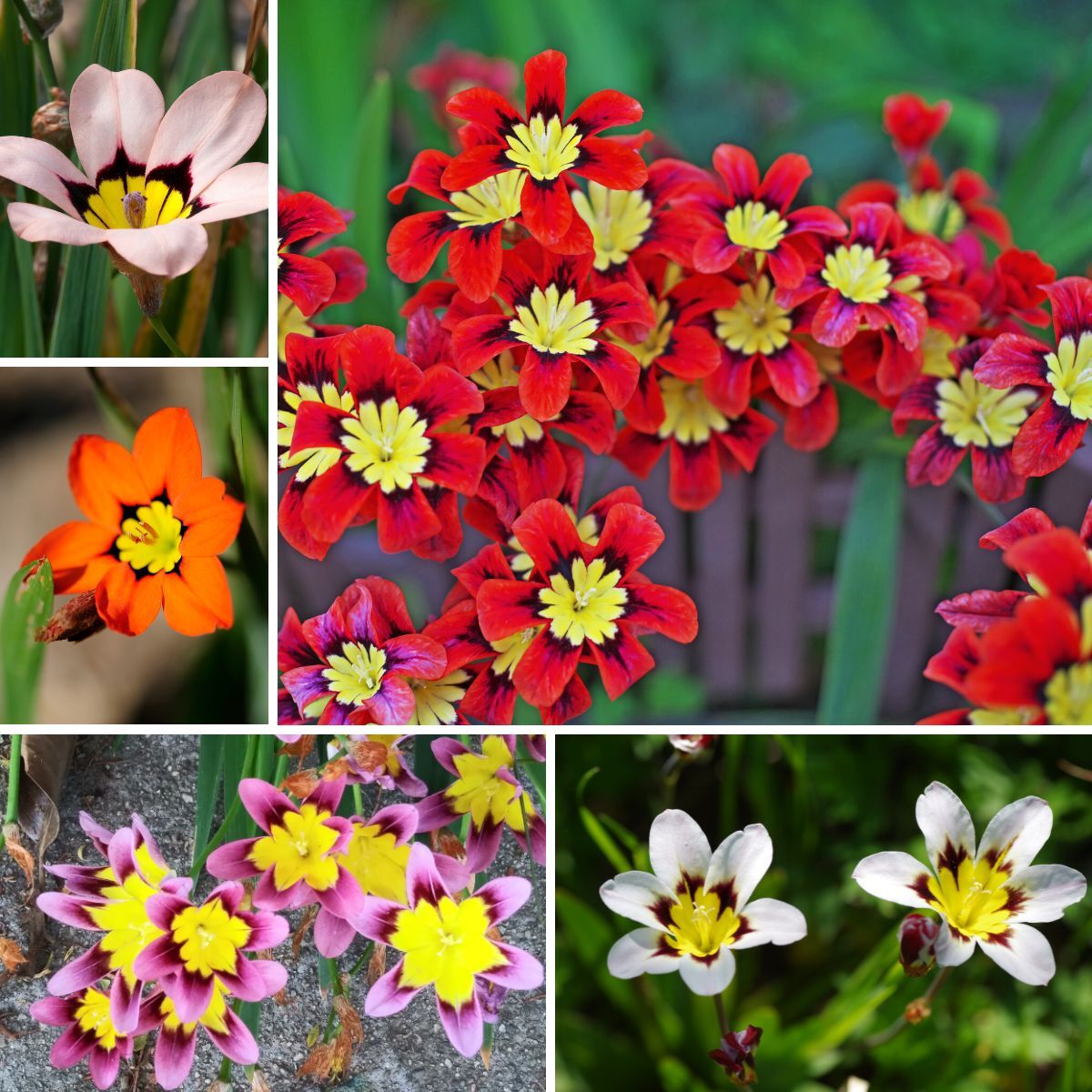 Non GMO Blue Red Sparaxis Tricolor flower seeds