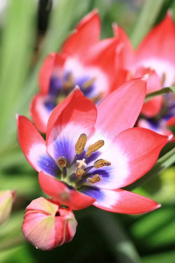 Blue Red Sparaxis in rock garden planting