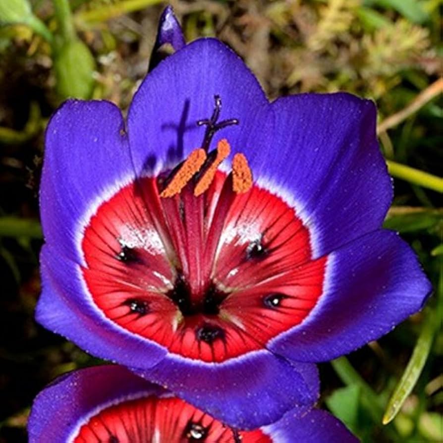 Blue Red Sparaxis Tricolor Flower seeds for planting