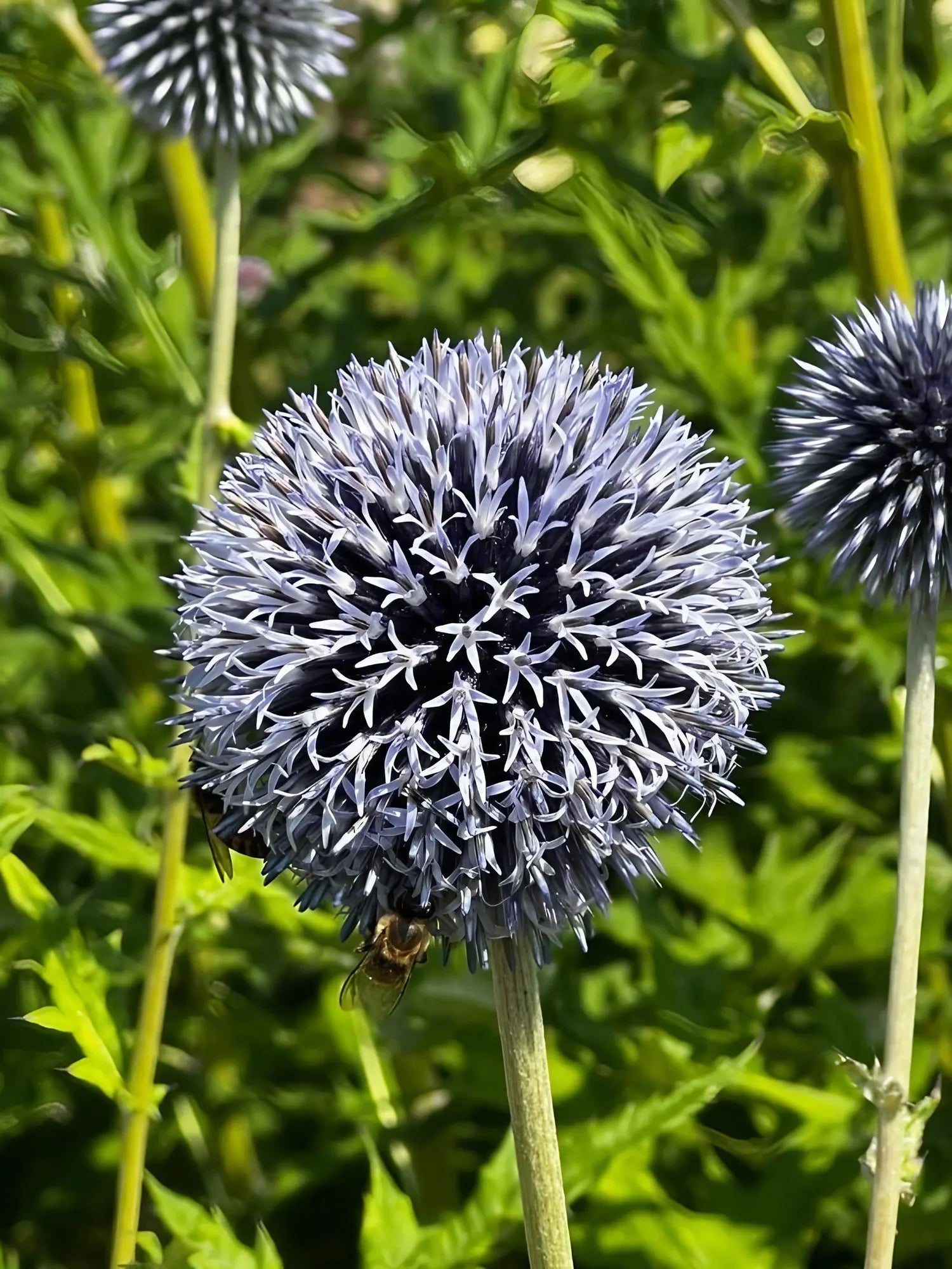 Ornamental Blue Ritro seeds for gardens