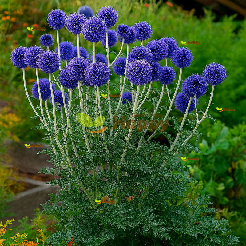 Blue Ritro Flower seeds for planting