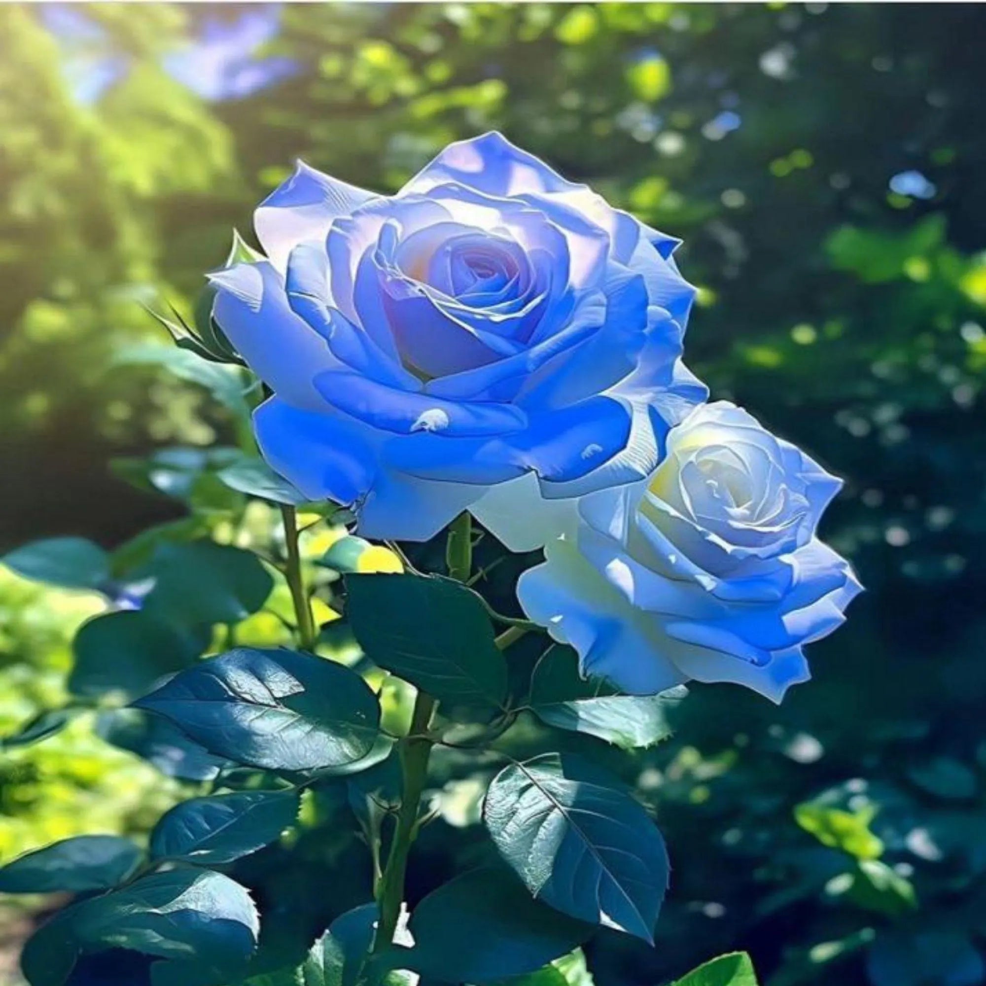 Blue rose blooms in garden