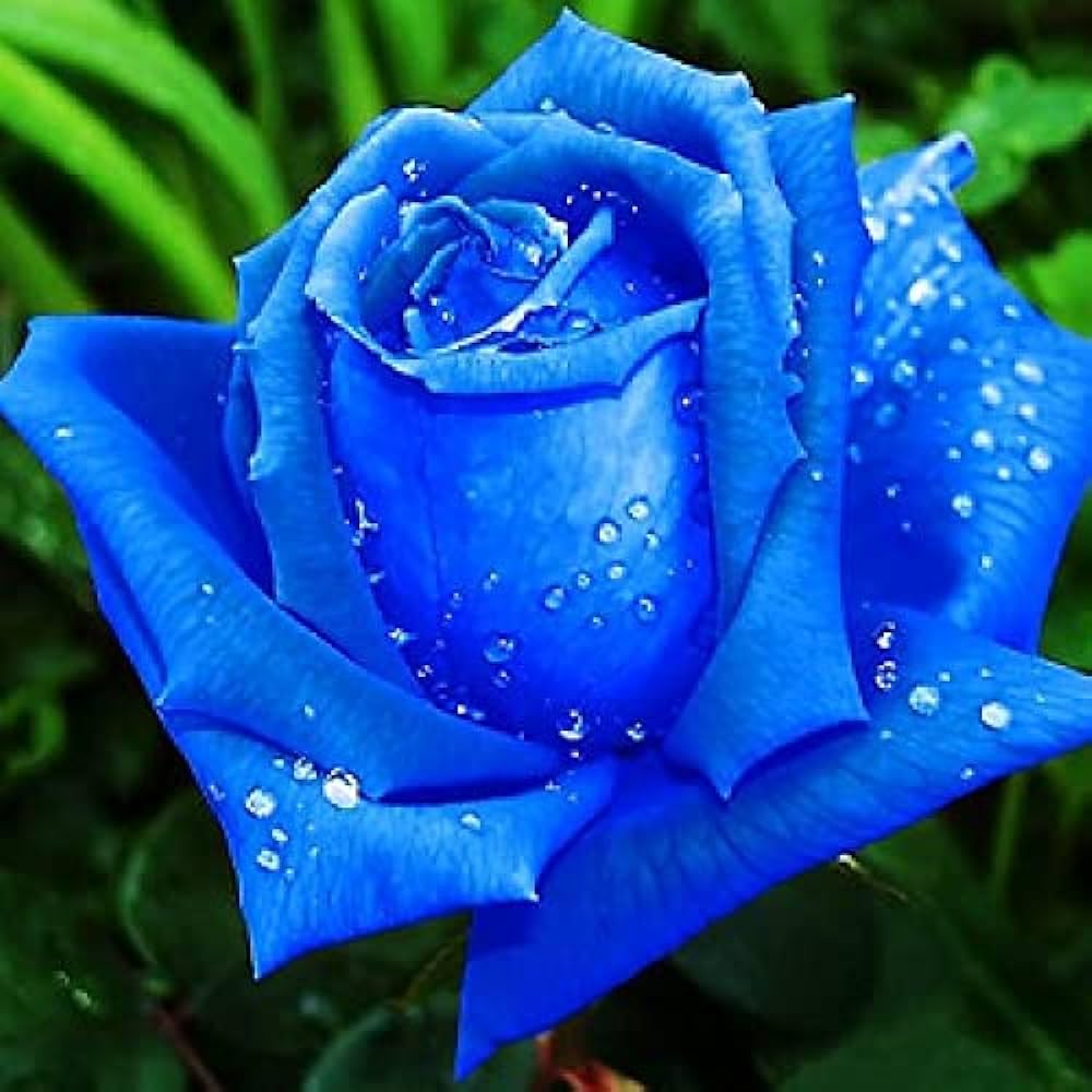 Non GMO Blue Rose seeds