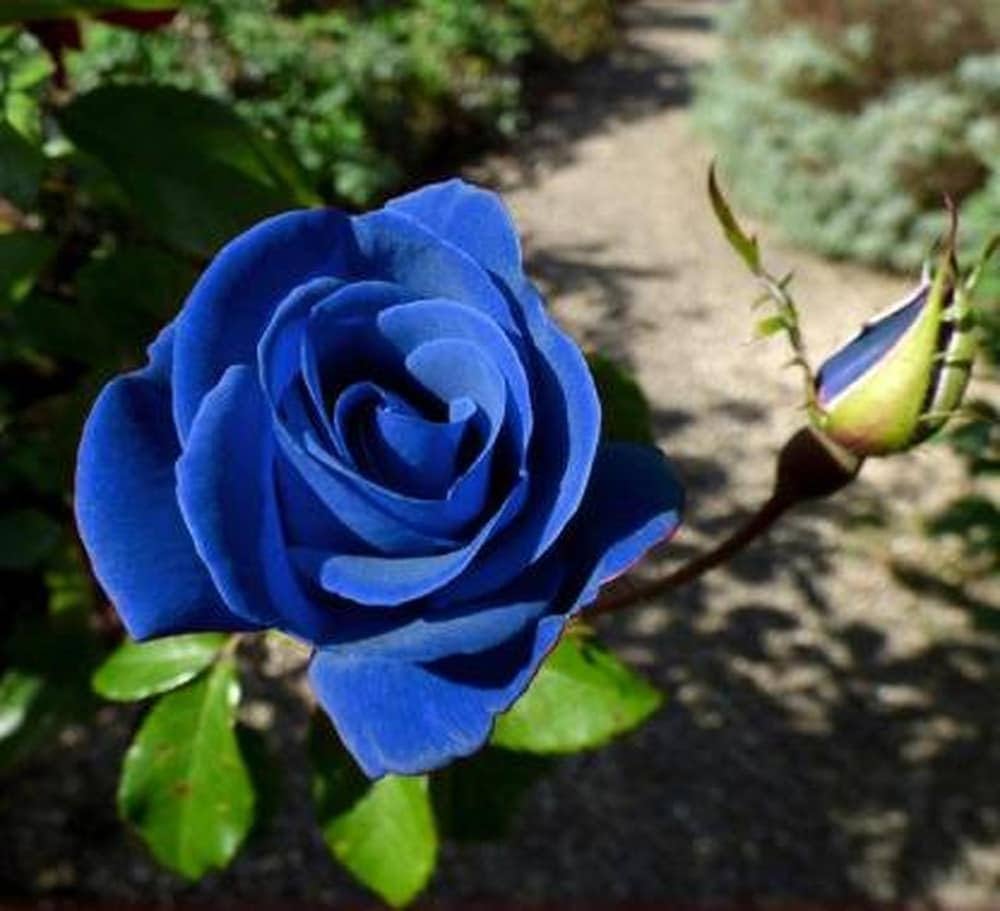 Ornamental Blue Rose flowering plant
