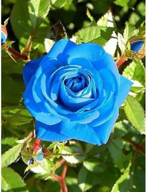 Blue Rose flower seeds for planting