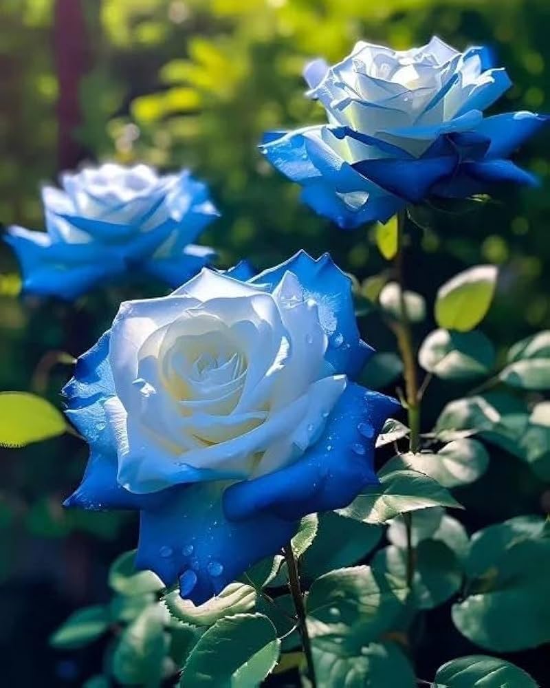 Blue Rose planting seeds for beautiful gardens