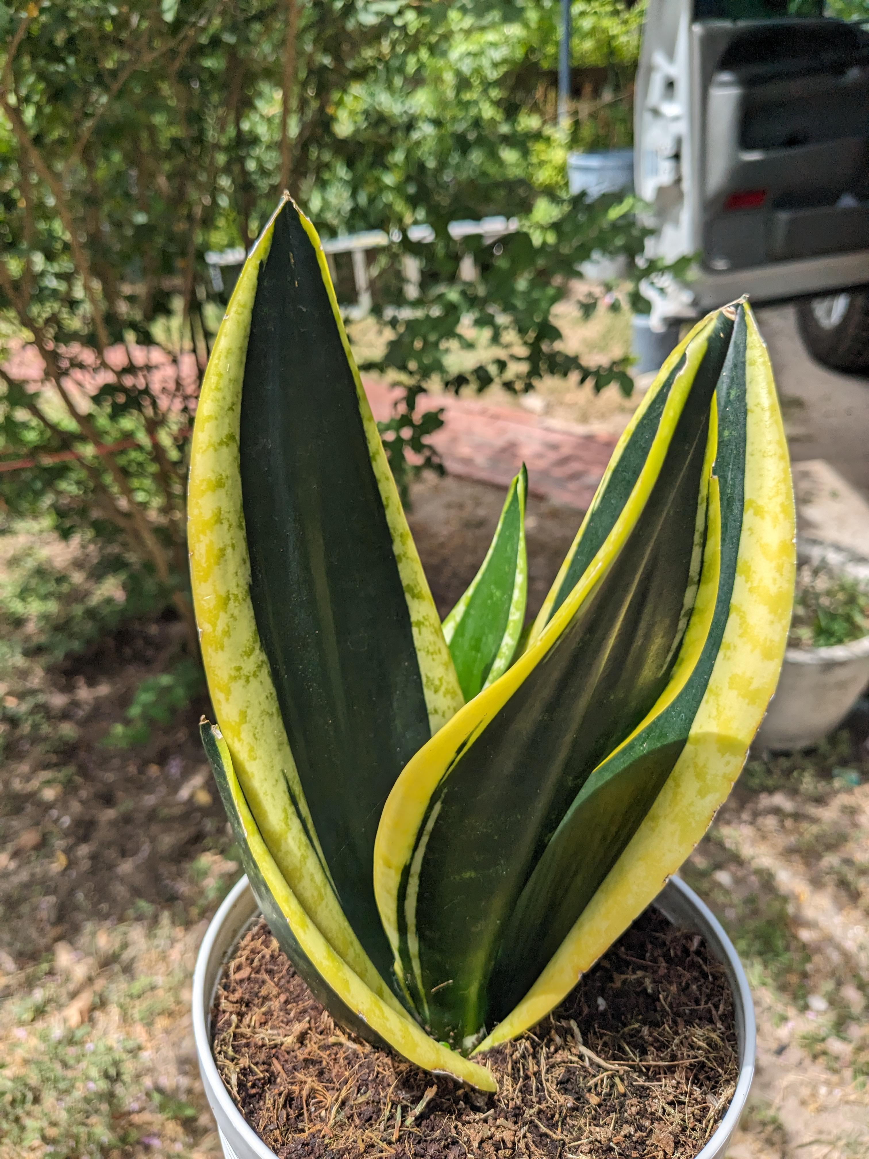 Blue Sansevieria indoor potted plant
