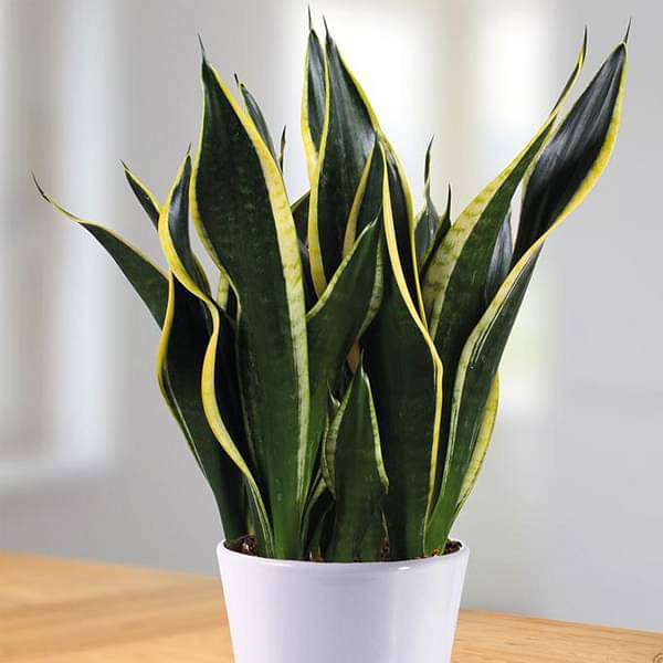 Non GMO Blue Sansevieria plant seeds