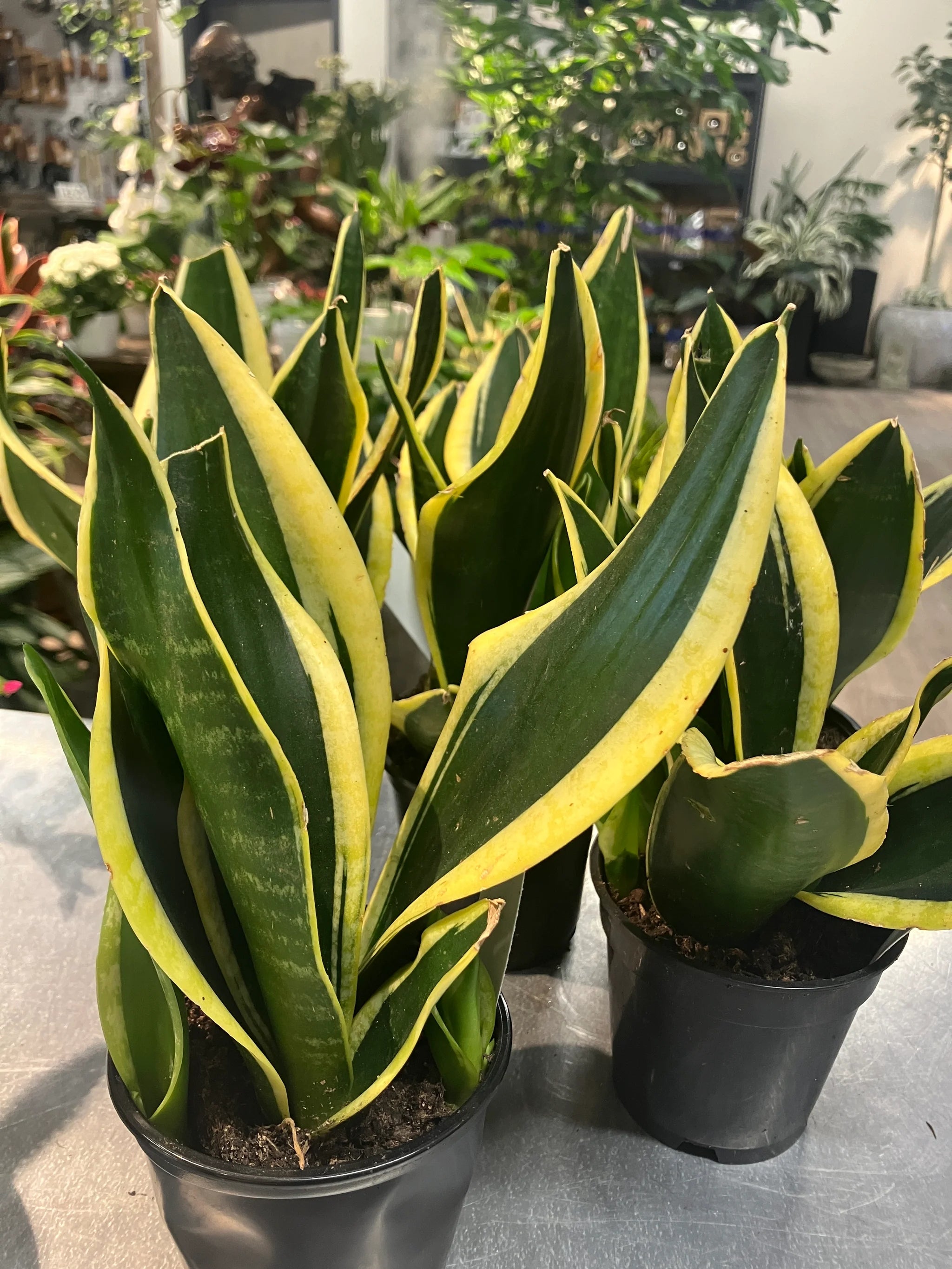 Ornamental Blue Sansevieria for home garden