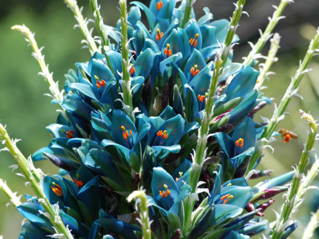 Vibrant Blue Sapphire Flower blooms