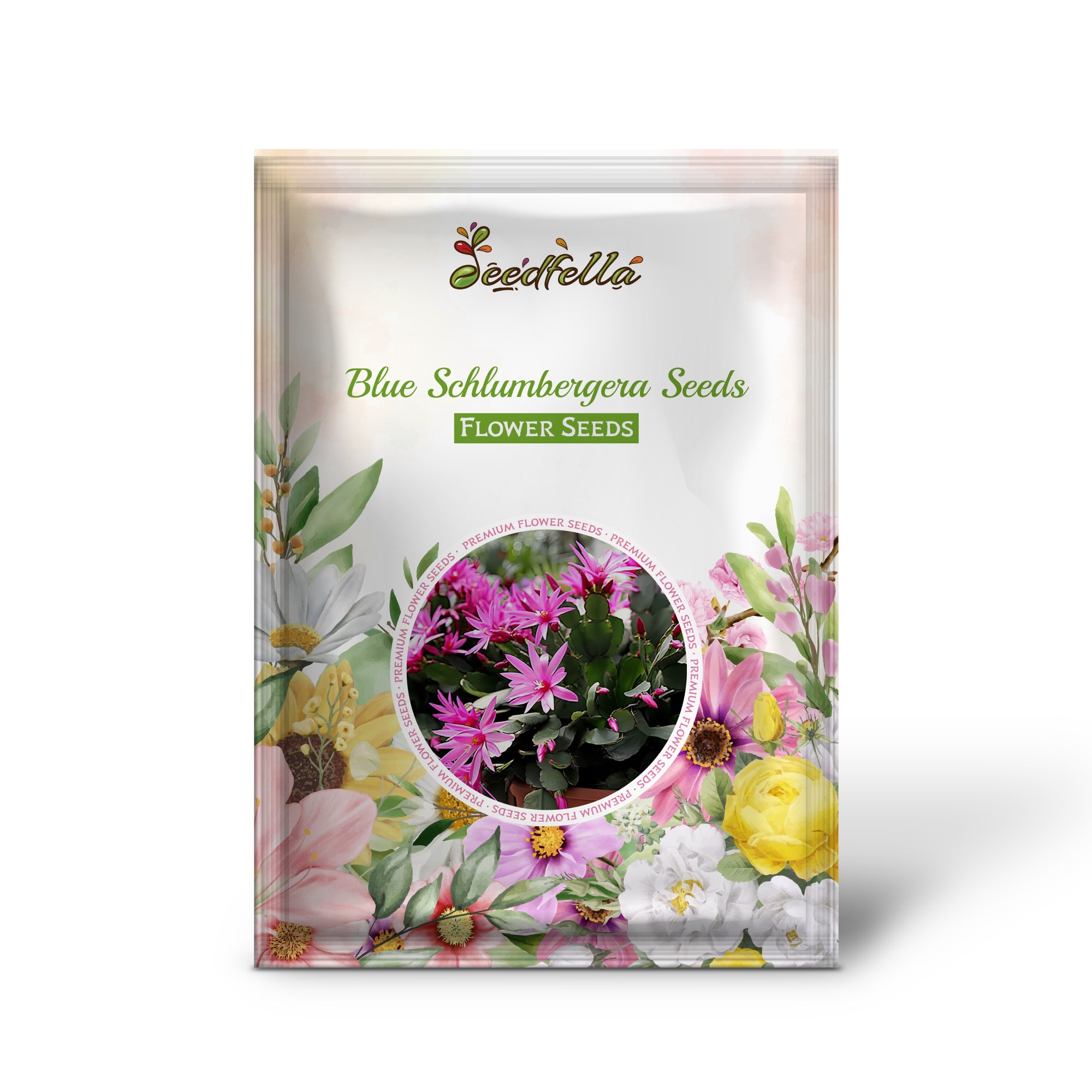 Blue Schlumbergera flowers blooming