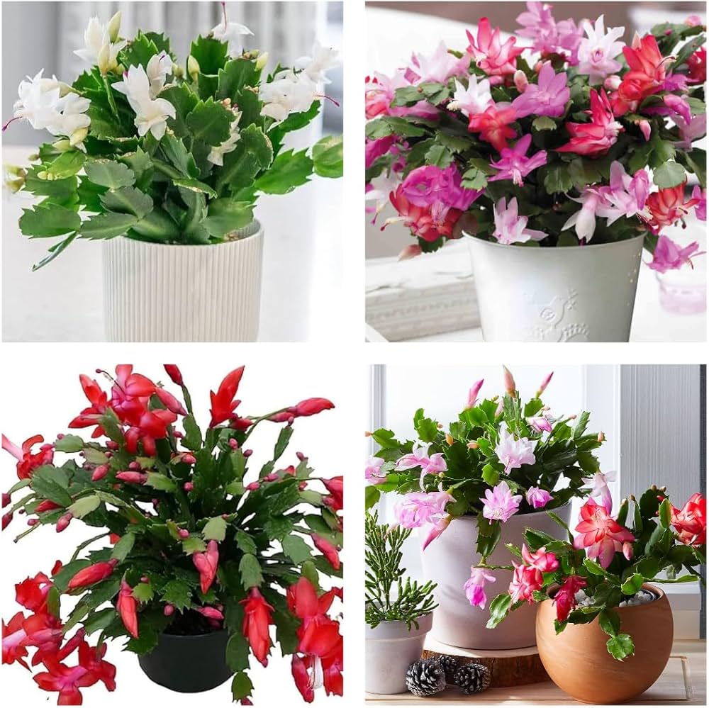 Non GMO Blue Schlumbergera seeds