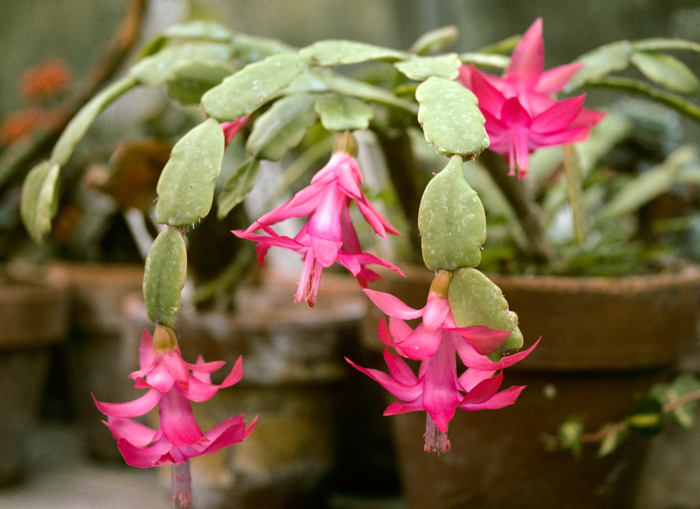 Ornamental Blue Schlumbergera flowering cactus