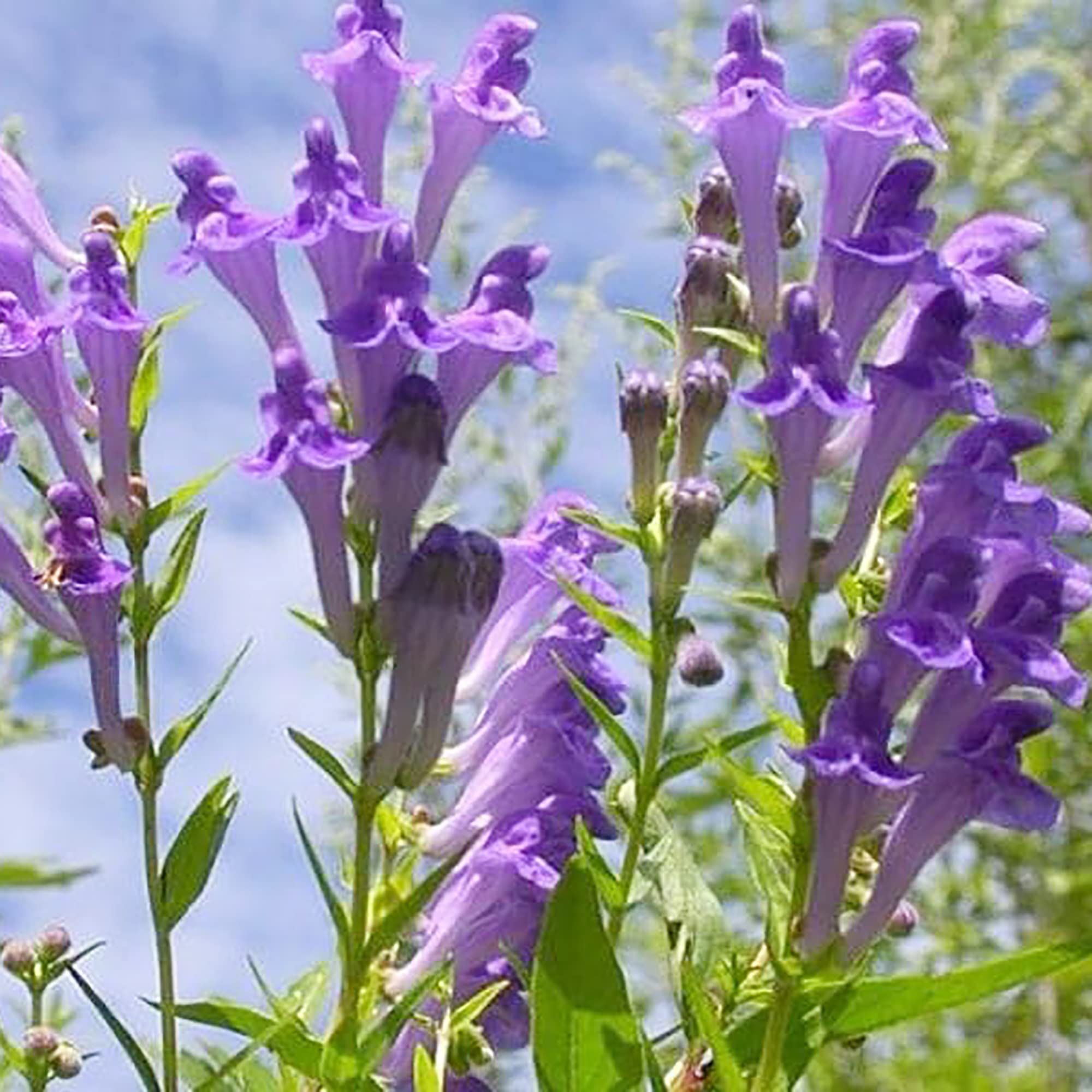 Ornamental Blue Scutellaria herb plant