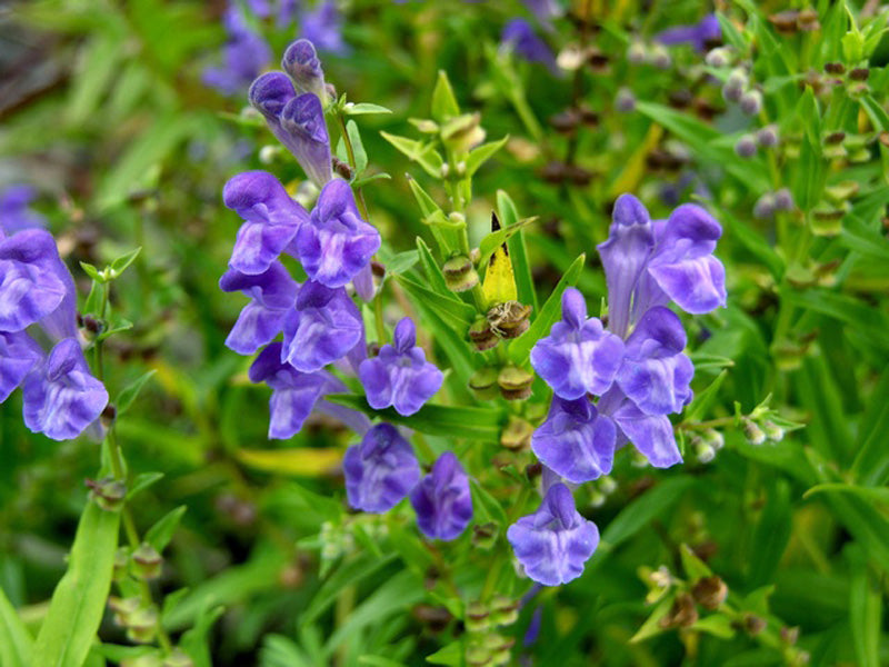 Blue Scutellaria in pollinator garden