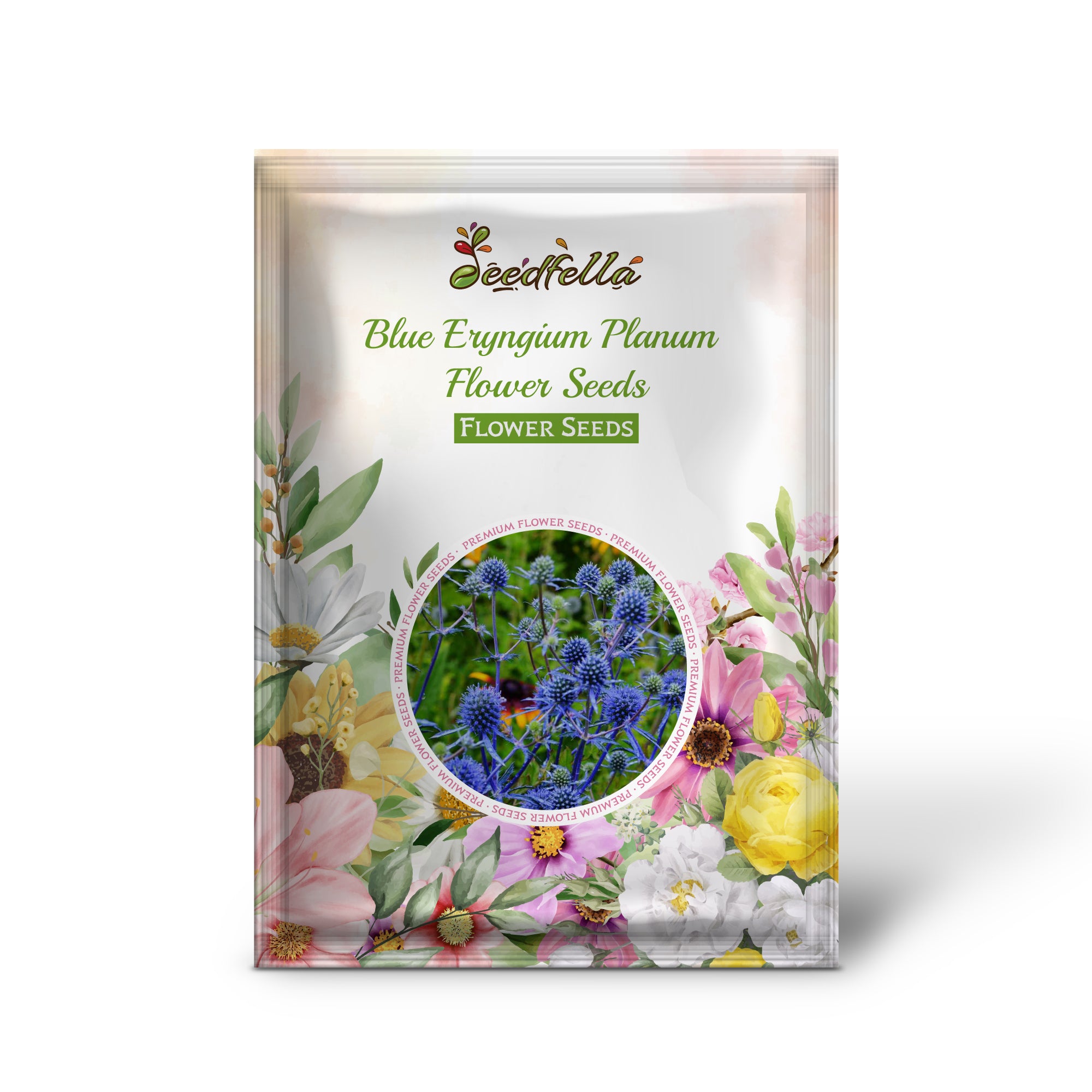 Blue Eryngium Sea Holly flowers blooming in garden