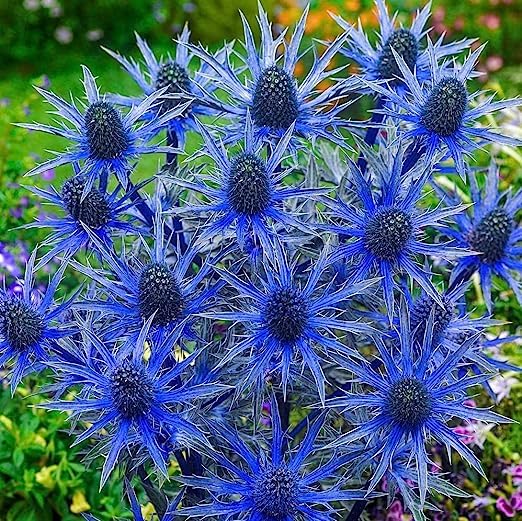 Non GMO Blue Sea Holly seeds