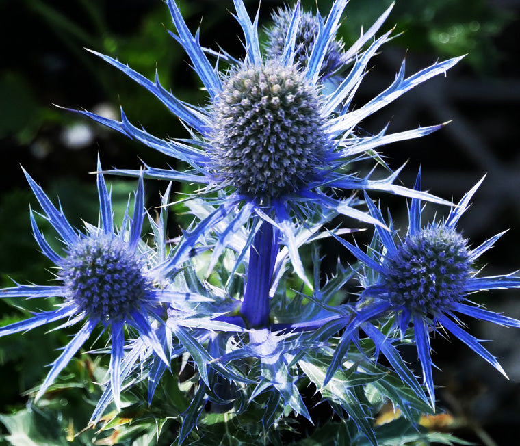 Blue Sea Holly in rock garden