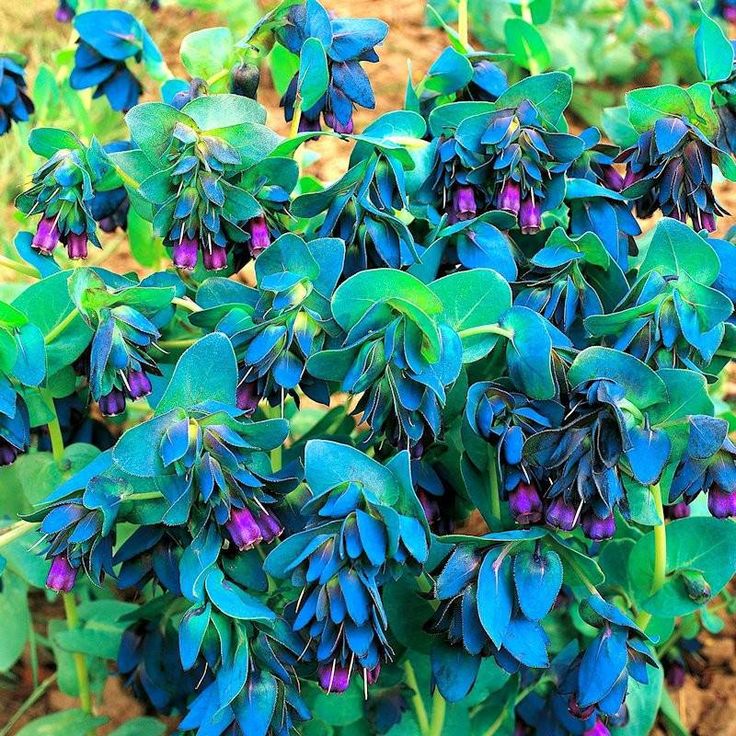 Non GMO Blue Shrimp Flower seeds