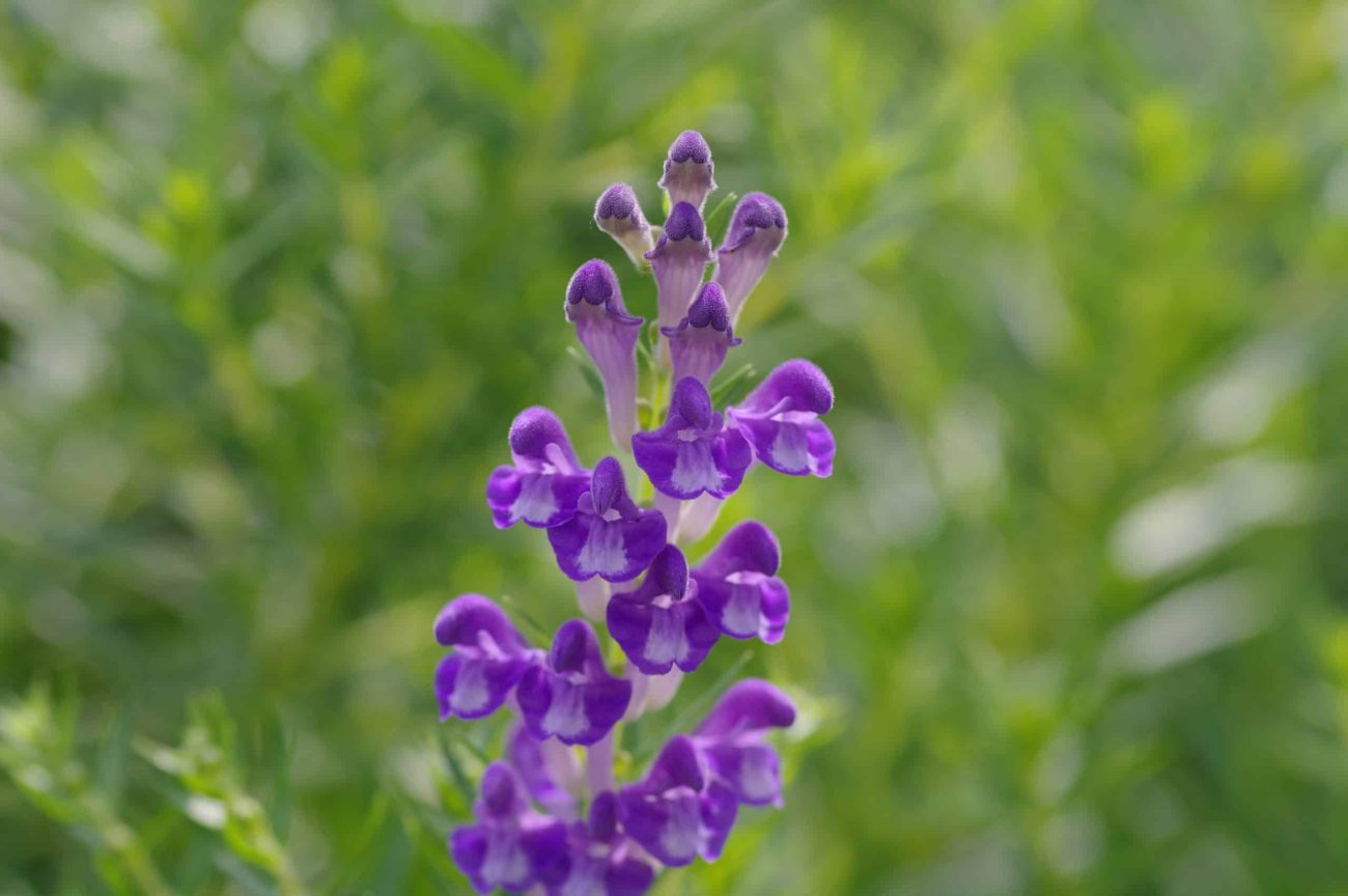 Ornamental Blue Skullcap flowering plant