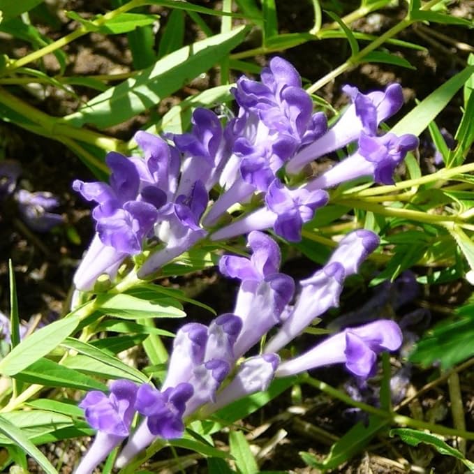 Blue Skullcap flower seeds for planting