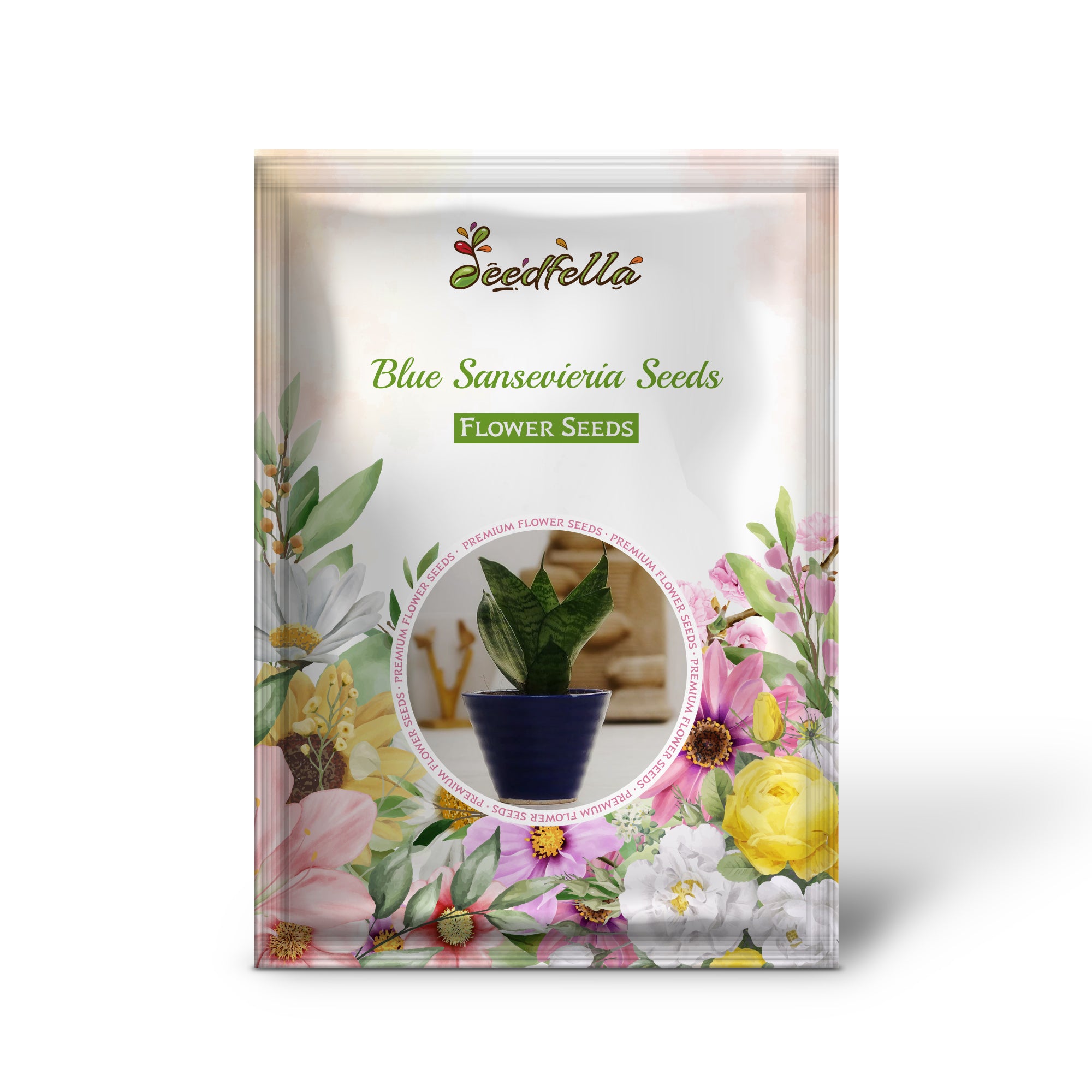 Blue Sansevieria Snake Plant in garden