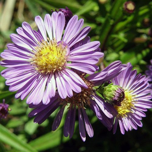 Non GMO Blue Tataricus flower seeds