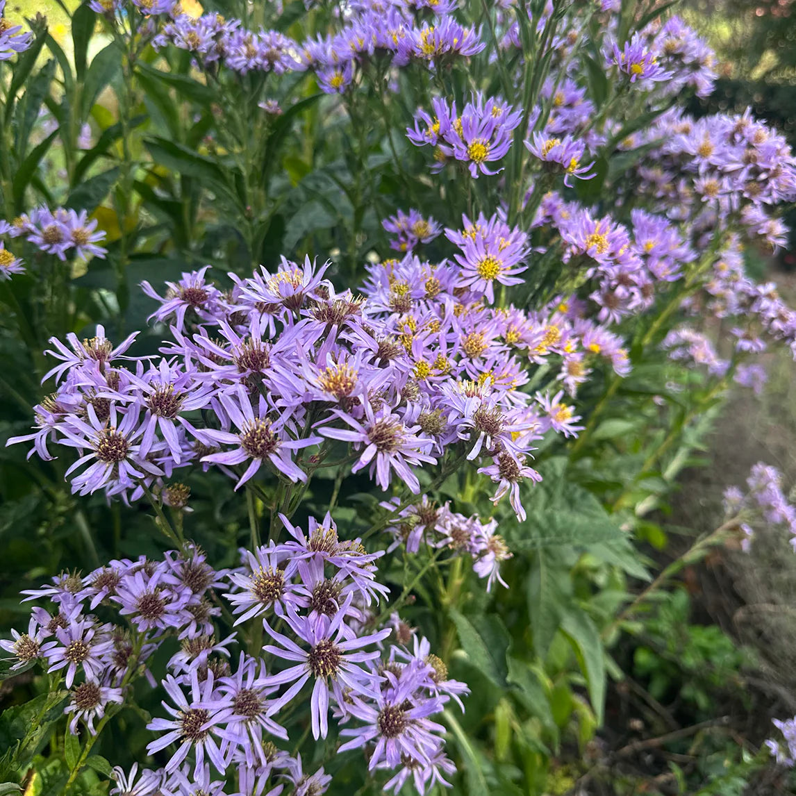 Ornamental Blue Tataricus seeds for gardens