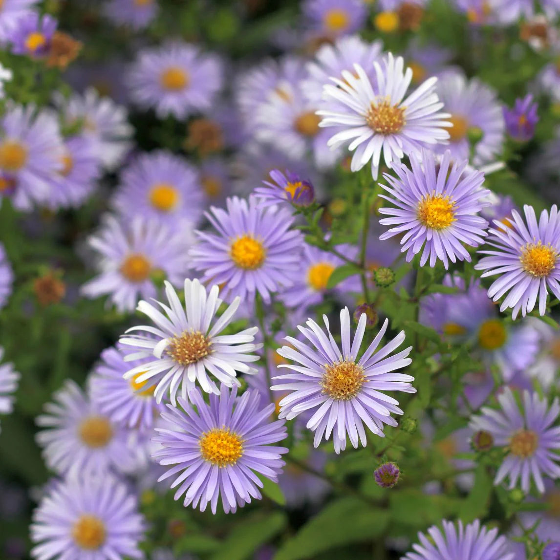 Blue Tataricus flowers in pollinator garden