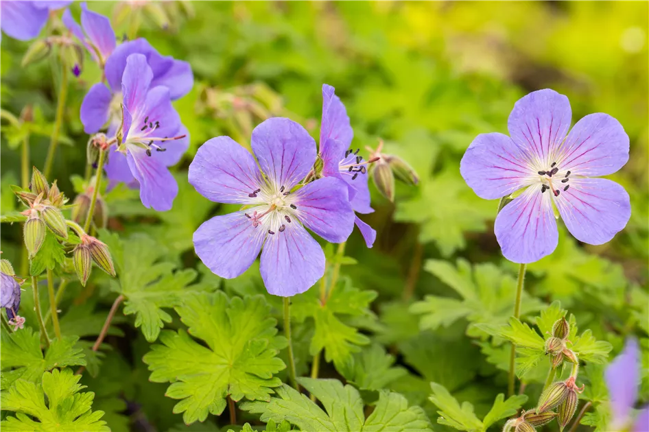 Ornamental Blue Univalve Geranium for gardens