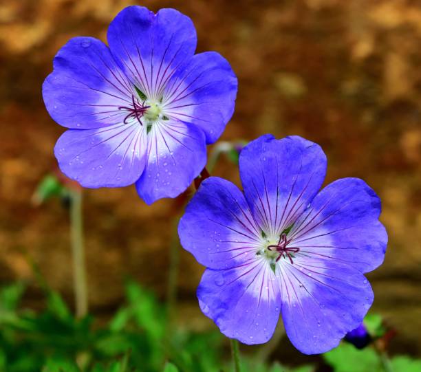 Blue Univalve Geranium seeds for pots