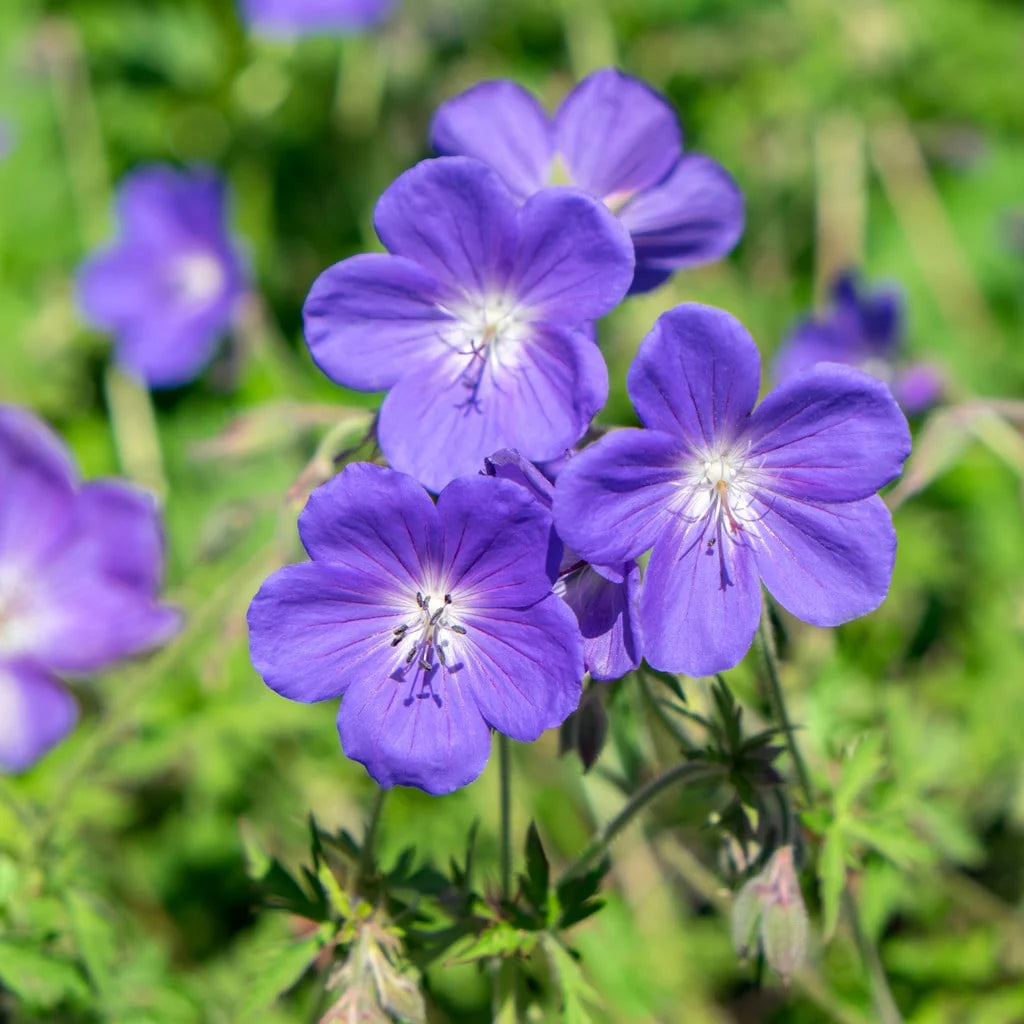 Blue Univalve Geranium Flower seeds for planting