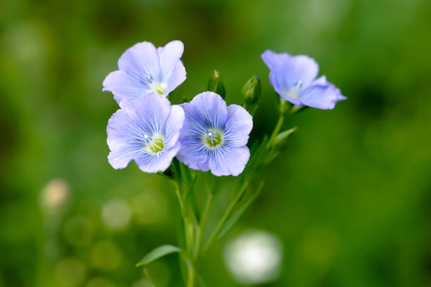 Non GMO Blue Usitatissimum seeds