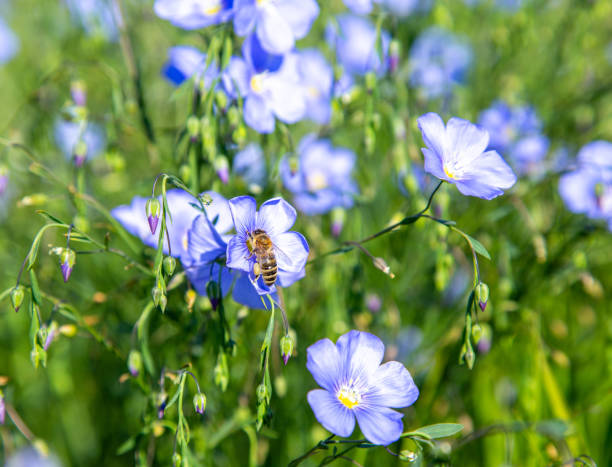 Ornamental Blue Usitatissimum flowering plant