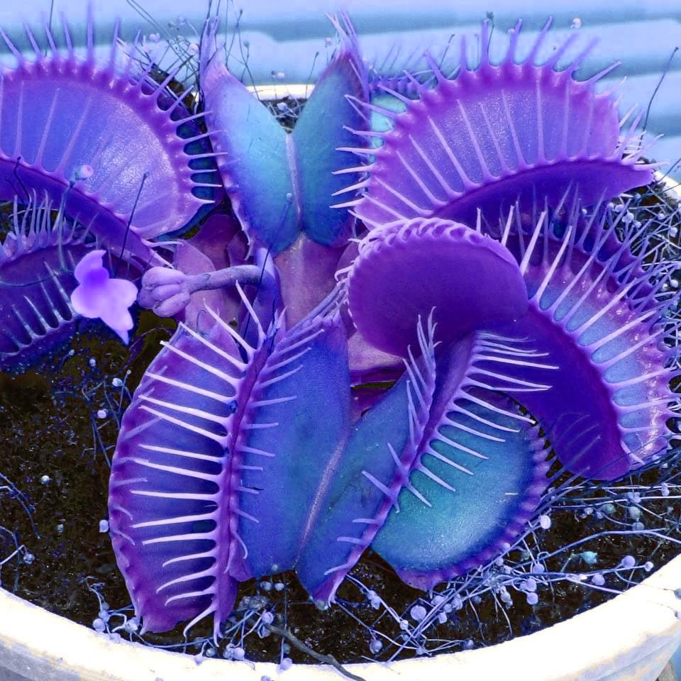 Blue Venus Fly Trap seeds for planting
