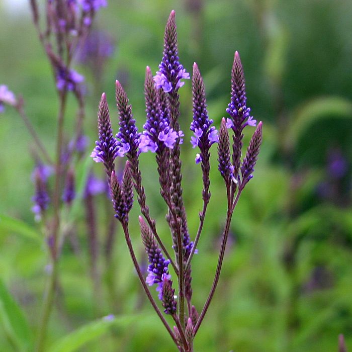 Non-GMO Blue Verbena Hastata seeds