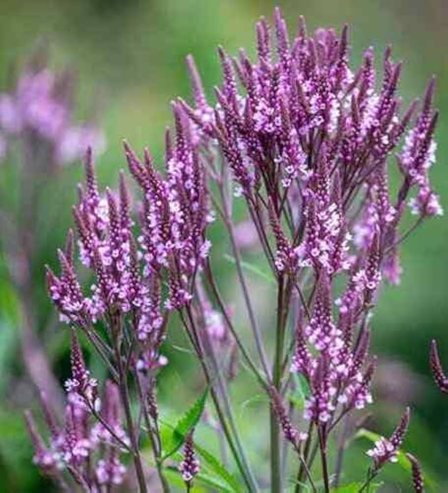 Blue Verbena Hastata (Blue Vervain) seeds for planting