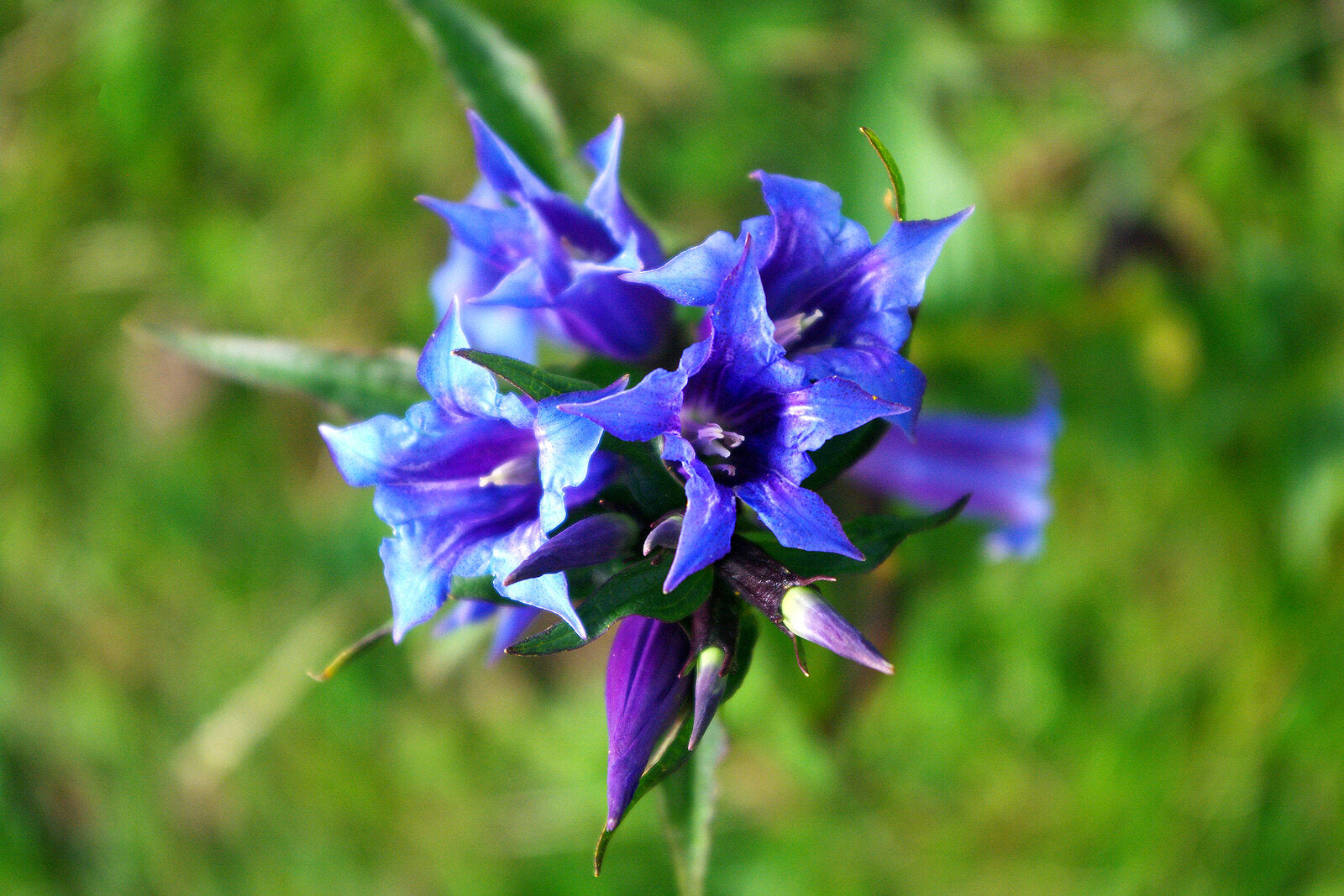 Non GMO Blue White Gentian flower seeds